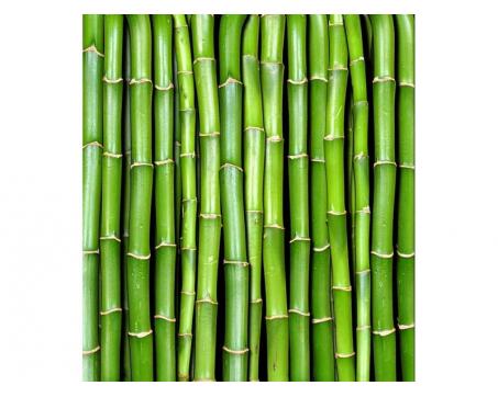 Vlies Fototapete - Bambus 225 x 250 cm 