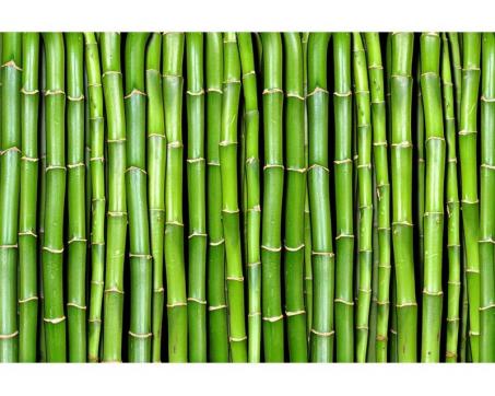Vlies Fototapete - Bambus 375 x 250 cm 